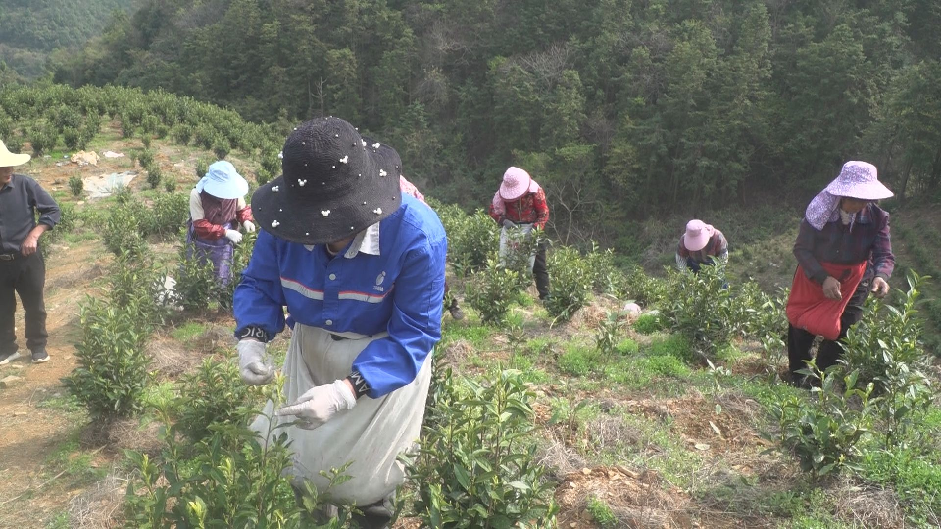 江西彭泽:一片绿叶何以成为富民强镇的“金叶”(图2)