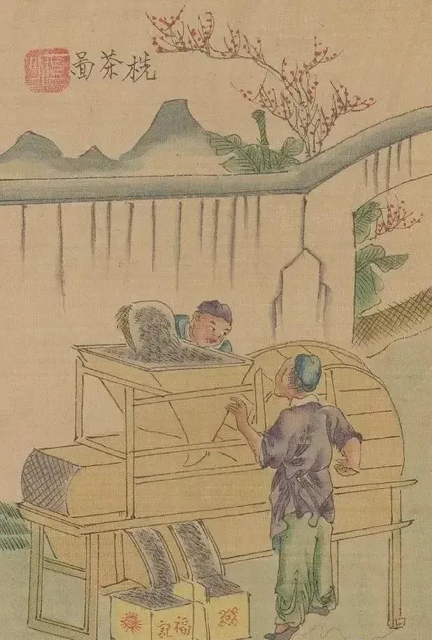 茶景全图传统制茶工艺流程图（甲子年版）(图8)