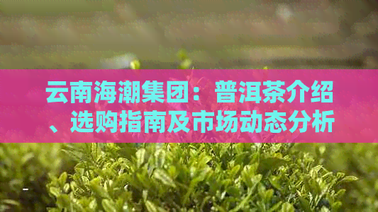 PG平台云南海潮集团：普洱茶介绍、选购指南及市场动态分析(图1)