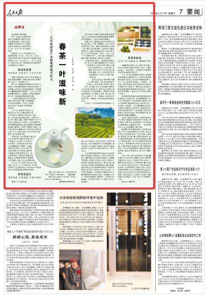 春茶一叶滋味新（探访）(图1)