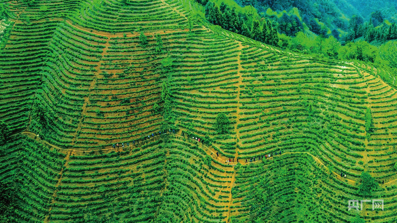 江西彭泽：“一片茶叶”的富农增收路(图1)