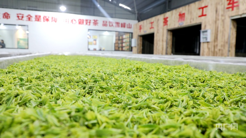 江西彭泽：“一片茶叶”的富农增收路(图4)