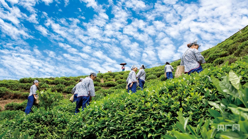 江西彭泽：“一片茶叶”的富农增收路(图2)