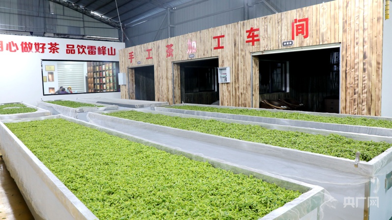 江西彭泽：“一片茶叶”的富农增收路(图3)