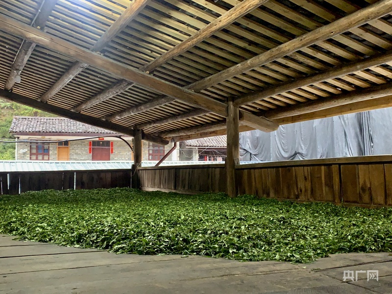 何以中国｜非遗技艺传承人以匠心守护传统制茶之魂(图2)