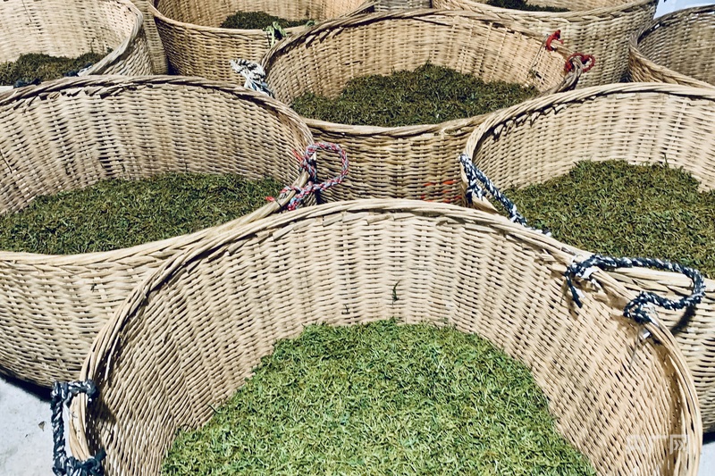 何以中国｜非遗技艺传承人以匠心守护传统制茶之魂(图1)