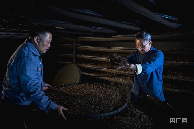 何以中国｜非遗技艺传承人以匠心守护传统制茶之魂(图3)