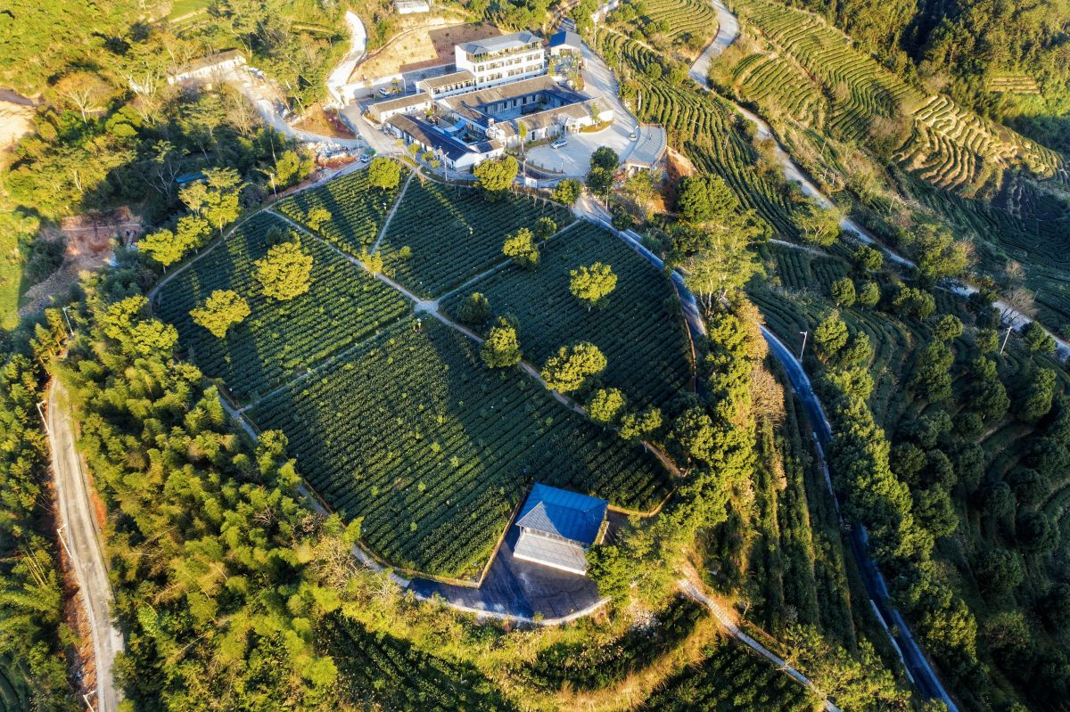 一声开茶咯激荡安溪“三茶”统筹的澎湃春潮(图2)