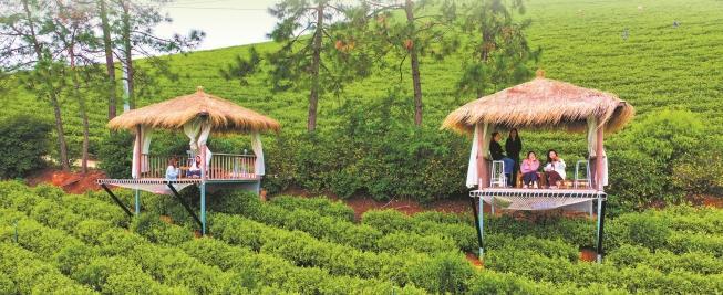 茶旅融合(图4)