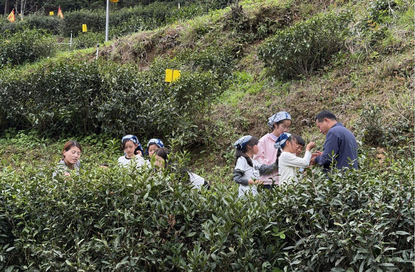 一片叶的路网时代——安徽深山春茶的“路”与“富”(图1)