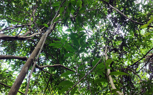 PG平台认养一棵古茶树解锁一份专属茶(图1)