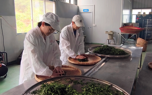 PG平台认养一棵古茶树解锁一份专属茶(图2)