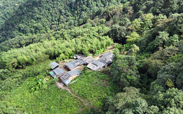 PG平台认养一棵古茶树解锁一份专属茶(图3)